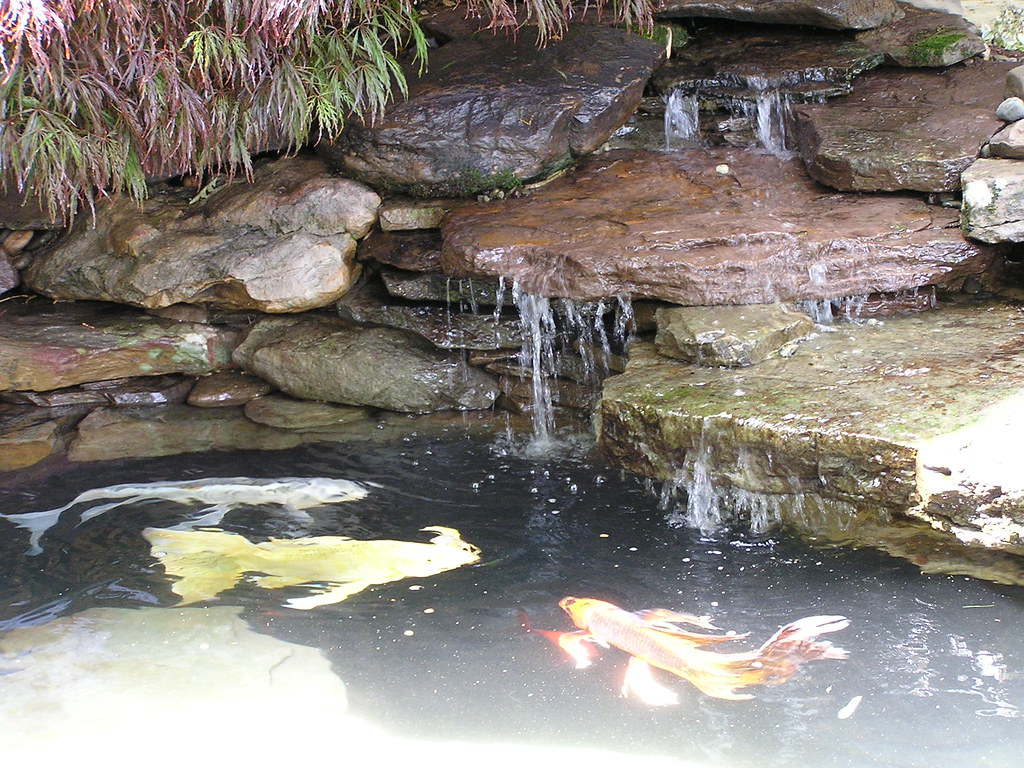 Backyard pond koi and waterfall Pondscapes Maryland
