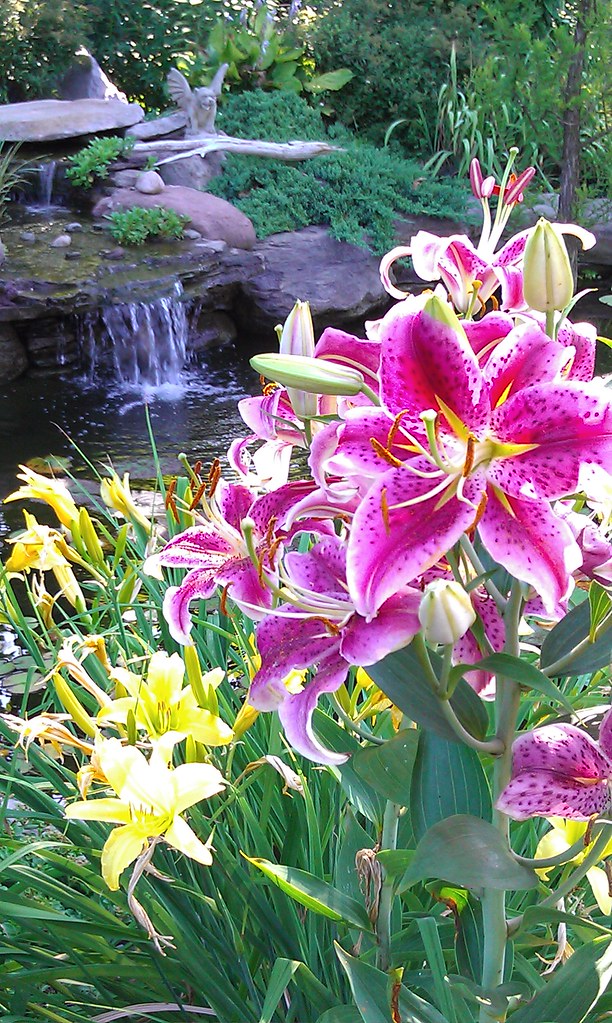 Professional Backyard pond building and pond services by Pondscapes Maryland