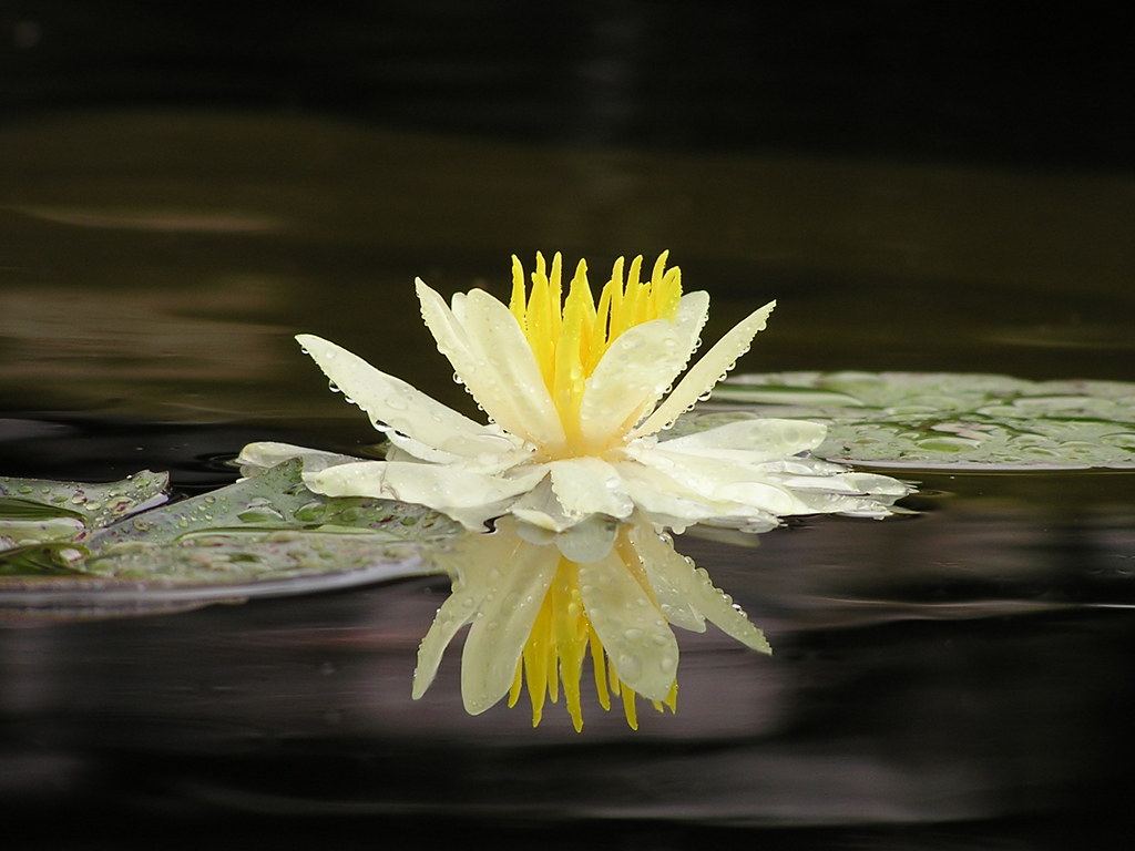 Professional Backyard pond building and pond services by Pondscapes Maryland