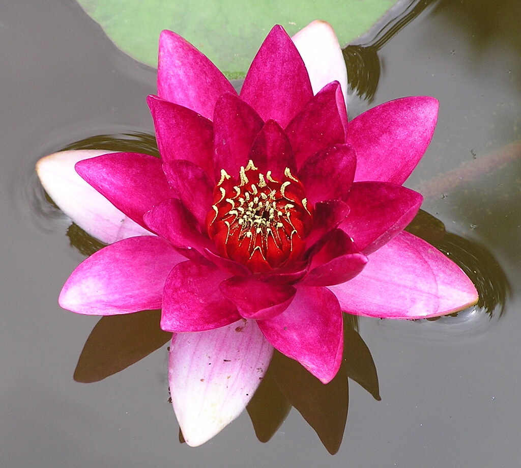 Professional Backyard pond building and pond services by Pondscapes Maryland