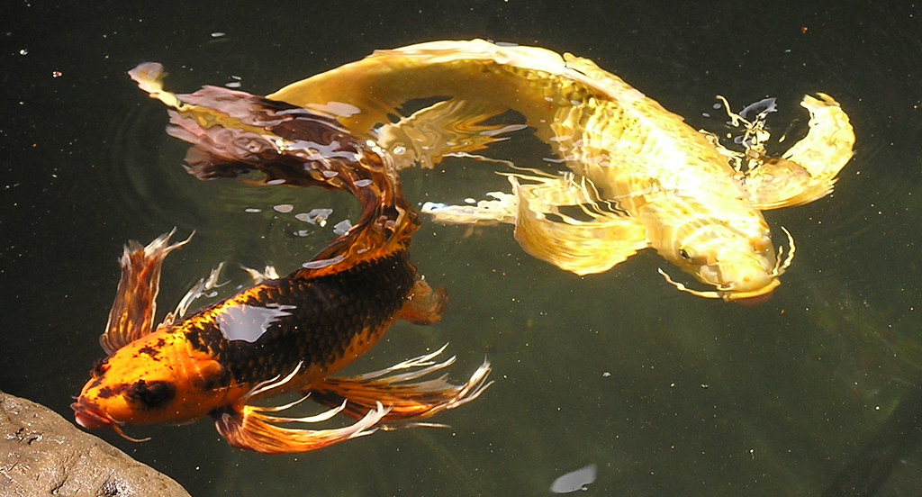 Professional Backyard pond building and pond services by Pondscapes Maryland