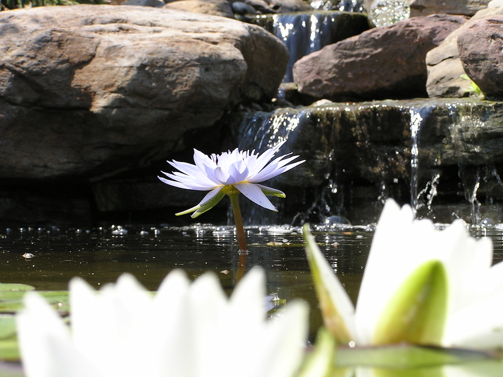 Lotus by a waterfall Pondscapes Maryland