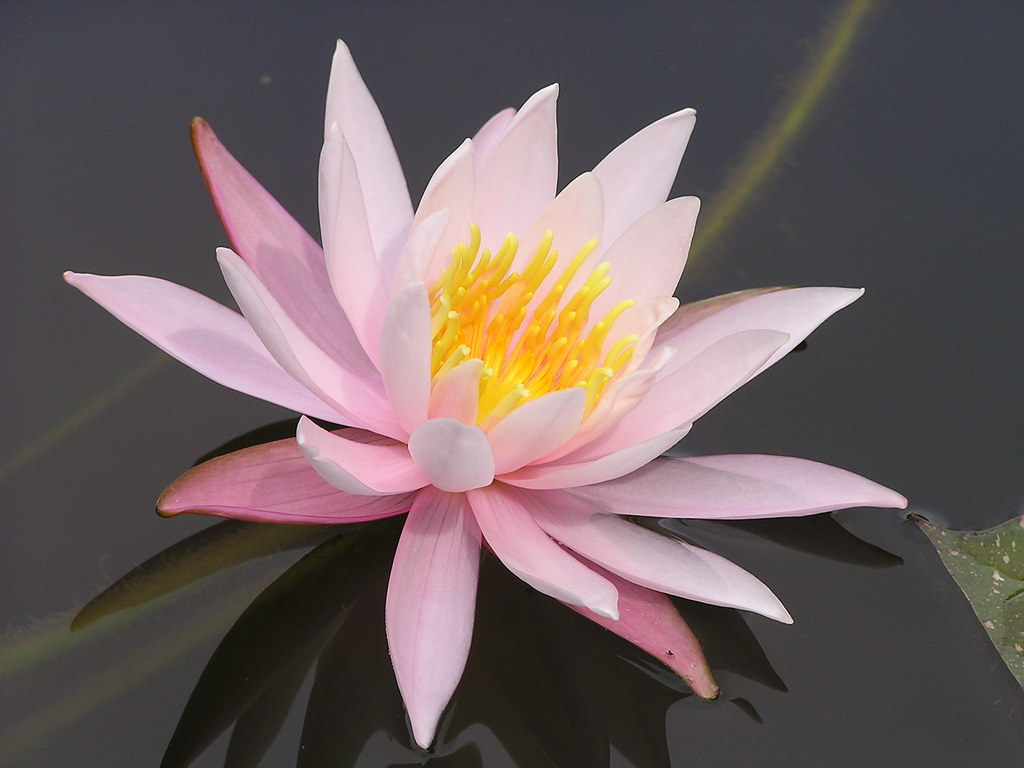 Professional Backyard pond building and pond services by Pondscapes Maryland