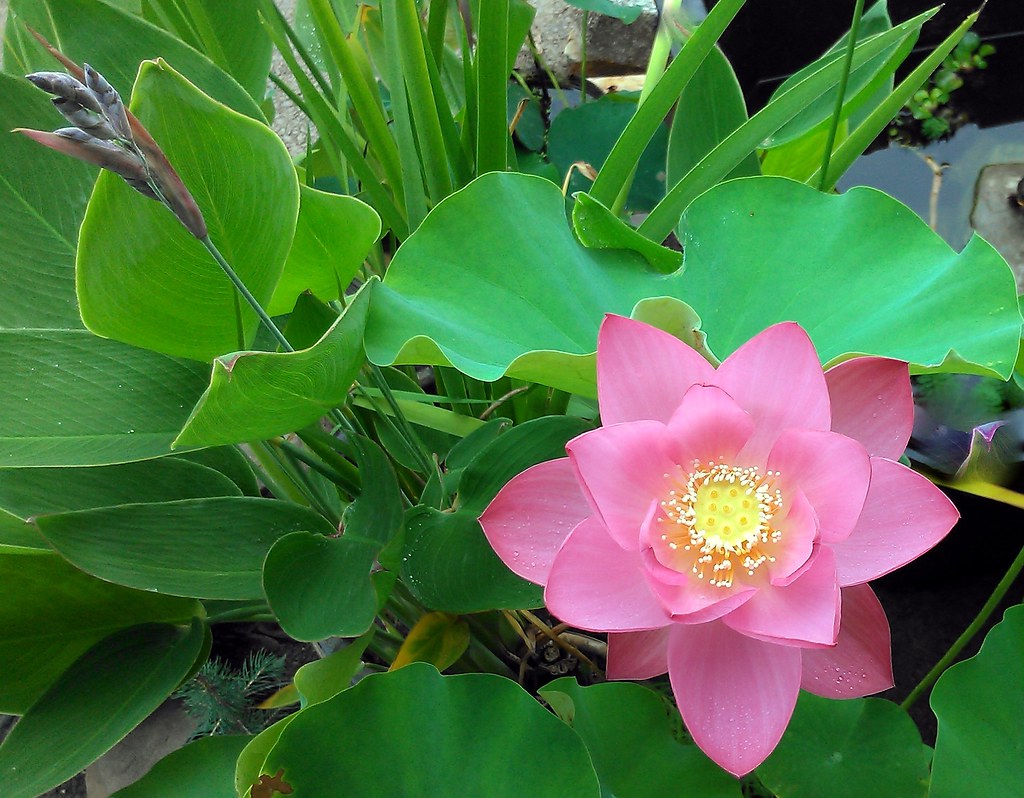 Professional Backyard pond building and pond services by Pondscapes Maryland