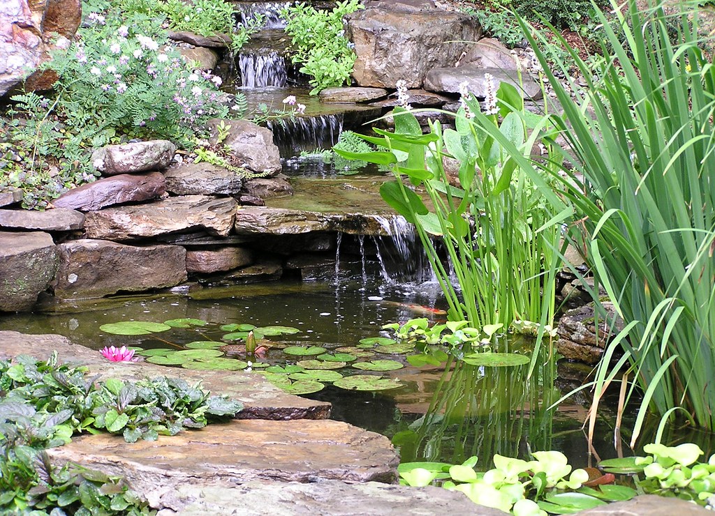 Backyard pond with waterfall and fish Pondscapes Maryland