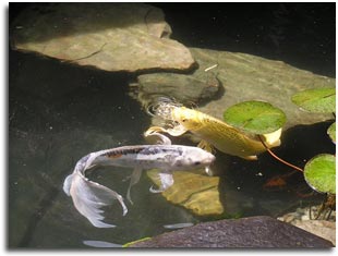 Koi in a pond