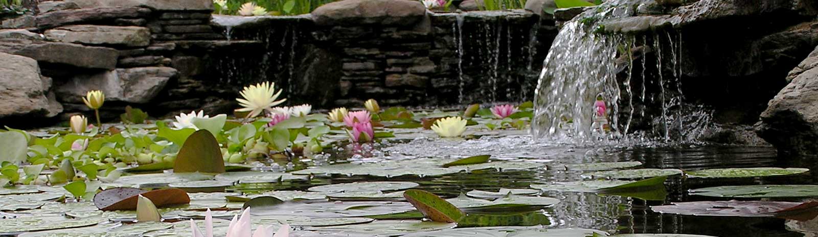 Crystal clear pond with lillies and a waterfall Pondscapes cleaning services are the best in Maryland.