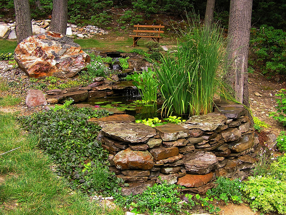 Backyard pond with plantings