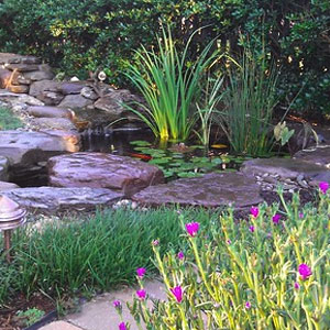 backyard pond with center stone and conncting waterfall Pondscapes Maryland