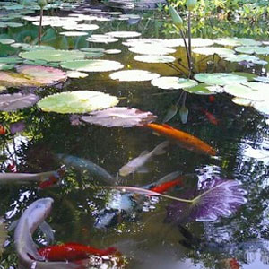 koi and lillies in a backyard pond Pondscapes Maryland