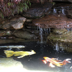 backyard pond koi by a waterfall Pondscapes Maryland
