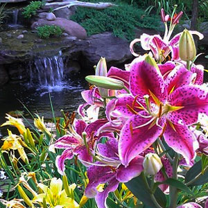 Custom pond by Pondscapes Maryland