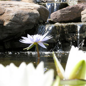 lotus by a waterfall Pondscapes Maryland