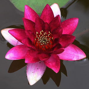 Lilly in a pond - Pondscapes Maryland