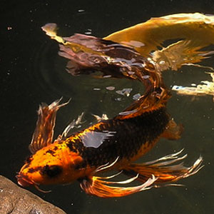 Beautiful Koi - Pondscapes Maryland