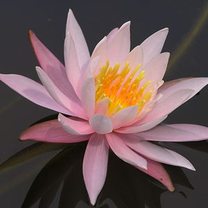 Pink Lilly - Pondscapes Maryland