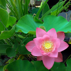 Lotus -  Pondscapes Maryland