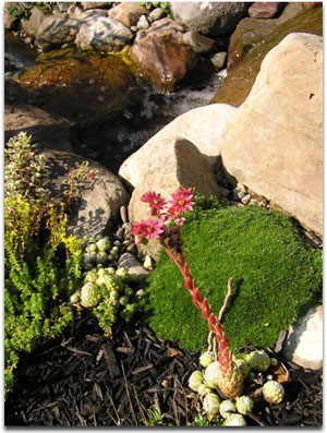 Examples of the great work done by Pondscapes Maryland